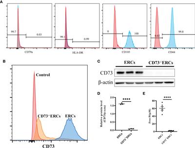 CD73 mediated host purinergic metabolism in intestine contributes to the therapeutic efficacy of a novel mesenchymal-like endometrial regenerative cells against experimental colitis